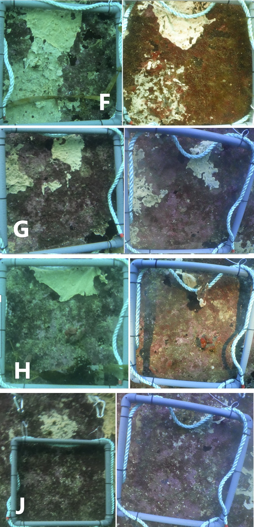 Bilder av kontrollkolonier på vegg