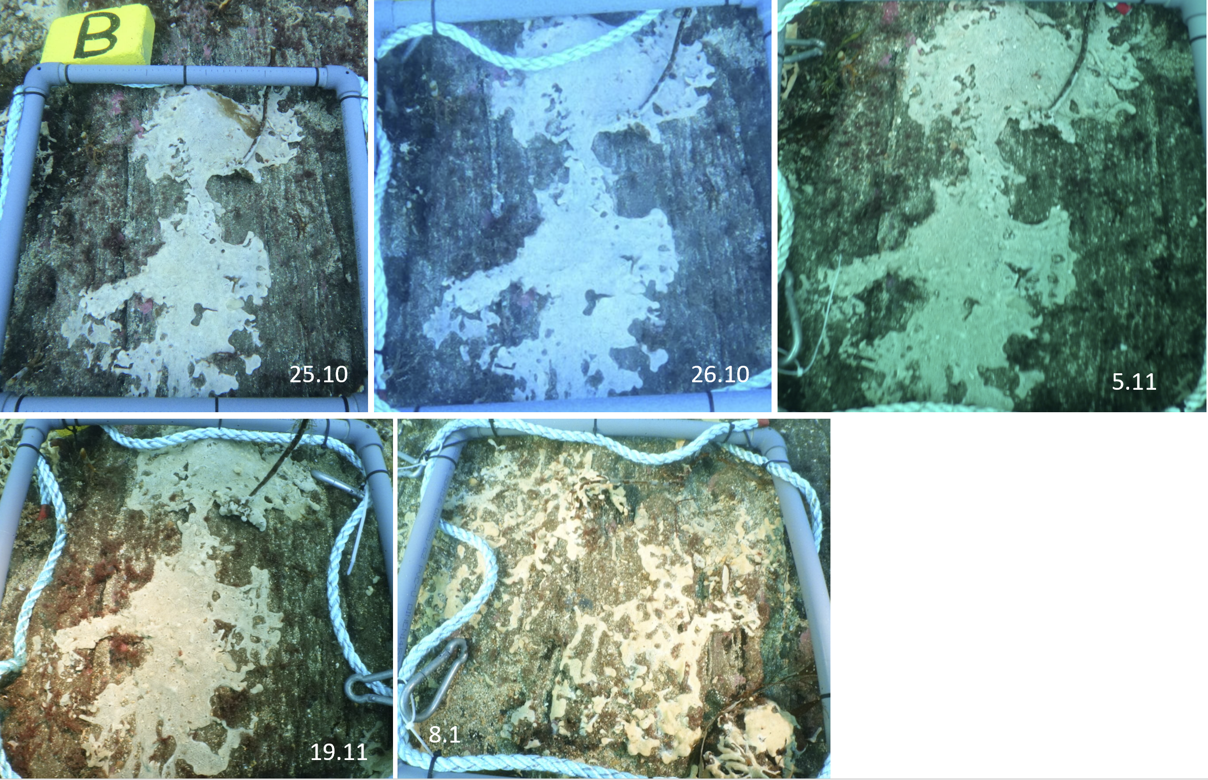 Bildene viser utviklingen i en ubehandlet koloni i forsøksperioden 