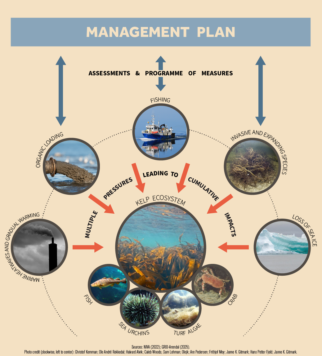Figur 5. Oversikt over viktig påvirkning på tareskogens økosystem som må tas hensyn til i miljøovervåkning og forvaltning (Grid-Arendal 2025). 