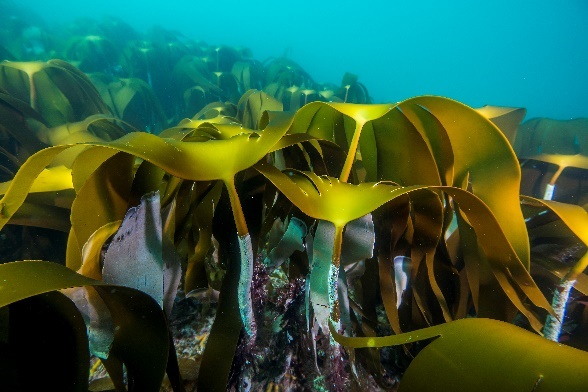 Figur 1. Stortare, fingertare og sukkertare (fra venstre mot høyre) er de vanligste tareartene som danner skoger langs kysten i Norge (Foto: E. Svendsen).