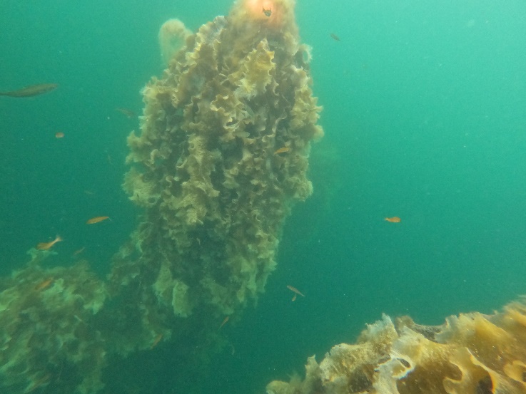 gur 13. Havforskningsinstituttet arbeider med å utvikle kunstige rev som egner seg til storskala etablering av biologisk hot-spots. Tilvokst prototype til venstre og videreutviklet variant til høyre. Foto/illustrasjon: Havforskningsinstituttet/Reibo AS.