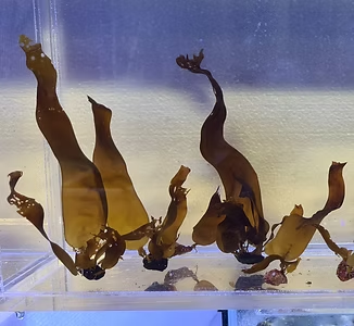 Figur 12. Grønn Grus er en innovativ metode der tare sås på små steiner som kan drysses fra havoverflaten Foto: Filbee-Dexter/Wernberg/Havforskningsinstituttet.