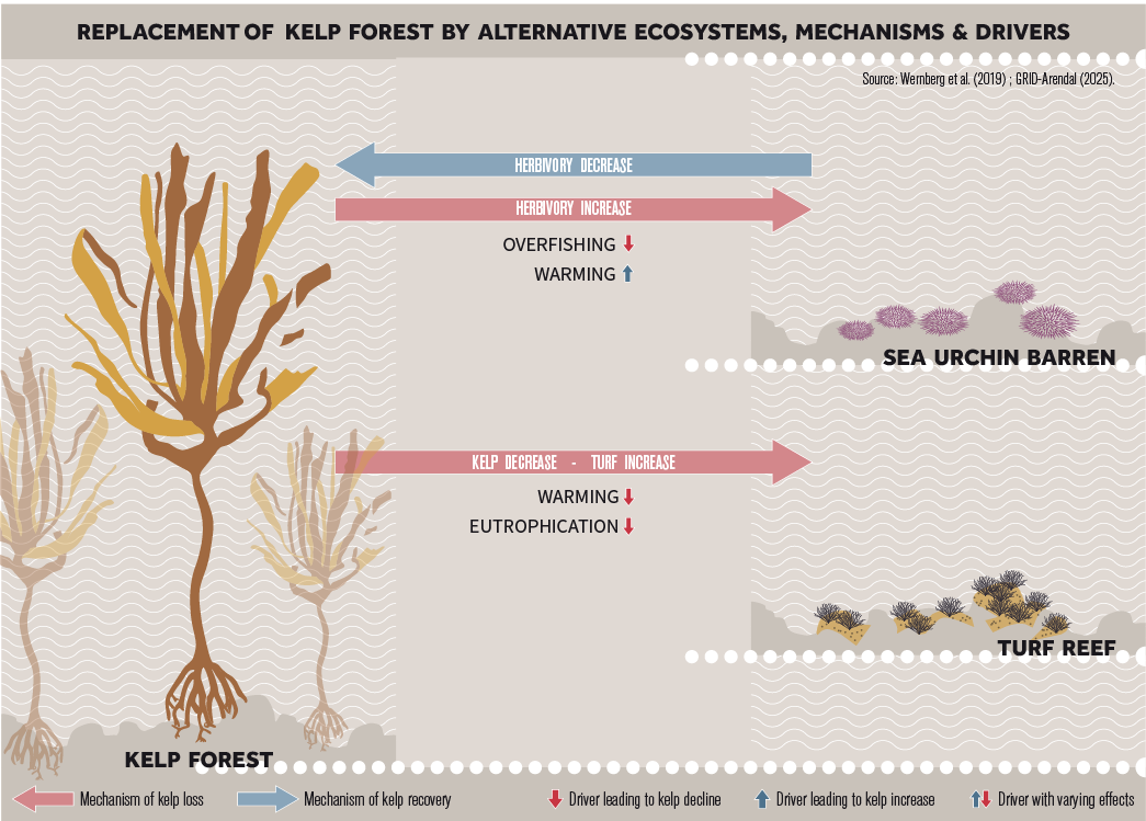 Figur 6. Regimeskifter i tareskog som drives av overfiske av kråkebollens predatorer og motvirkes av global oppvarming i nord (øverst), og drives av marine hetebølger, andre klimarelaterte drivere og overgjødsling. (Klider: Grid-Arendal 20259).