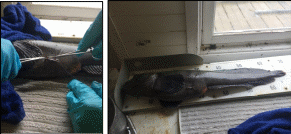 Figur 11. Havforskningsinstituttet har gjennomført et translokasjonsforsøk med gråsteinbit i Porsangerfjorden. Bildene viser innlegging av indre akustiske merke før utsetting. Foto: Havforskningsinstituttet