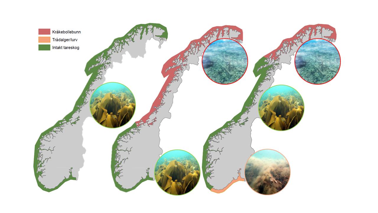 Figur 4. Tareskogens tilstand historisk (referansetilstand, venstre), I 1980 (kråkebolleinvasjon merket rød, midten) og tilstanden i dag (kråkebolleinvasjon i nord, lurv merket orange i sør). (Illustrasjon: C Fagerli, NIVA). 