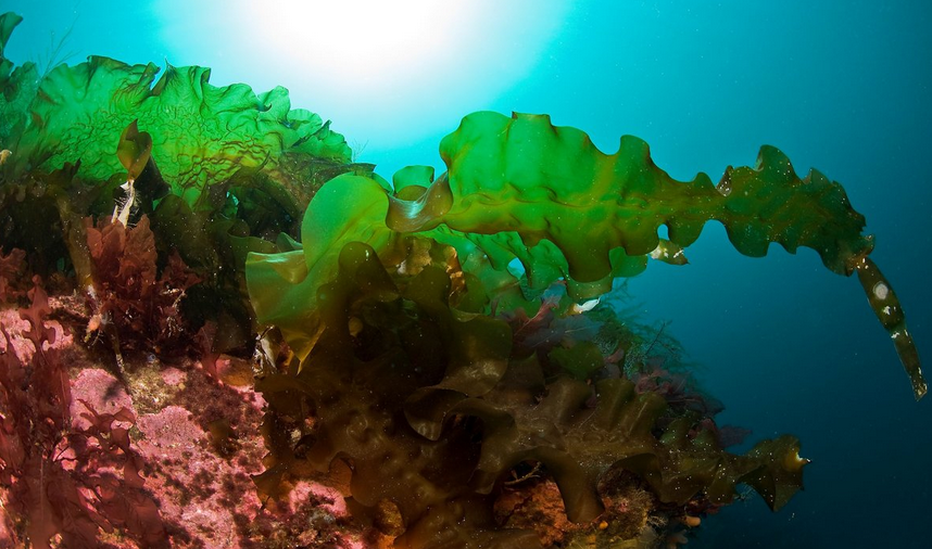 Figur 1. Stortare, fingertare og sukkertare (fra venstre mot høyre) er de vanligste tareartene som danner skoger langs kysten i Norge (Foto: E. Svendsen).