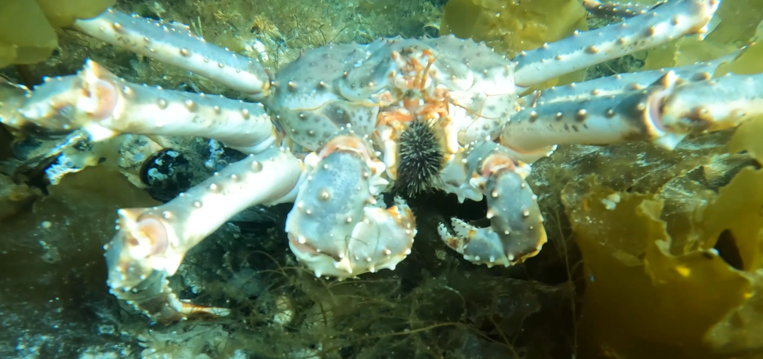 Figur 14. Kongekrabbe som spiser en kråkebolle i Porsangerfjorden.. Foto: Havforskningsinstituttet  