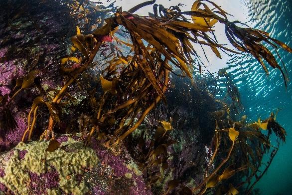 Figur 1. Stortare, fingertare og sukkertare (fra venstre mot høyre) er de vanligste tareartene som danner skoger langs kysten i Norge (Foto: E. Svendsen).