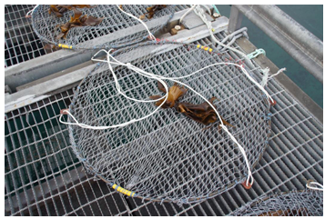 Fig 10. Nofima har utviklet og testet effekten av agntype og teineutforming, og kommet til at den forholdsvis enkle varianten vist på bildet fungerte best og kunne fange rundt 200 kråkeboller i snitt etter fem døgn. Foto og figur  lånt fra (85). 