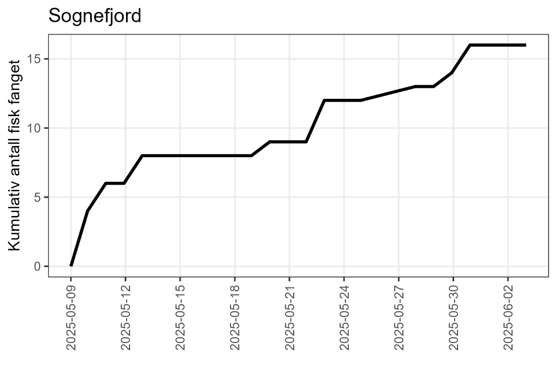 Figur som viser fangst av laks gjennom perioden i Sognefjorden