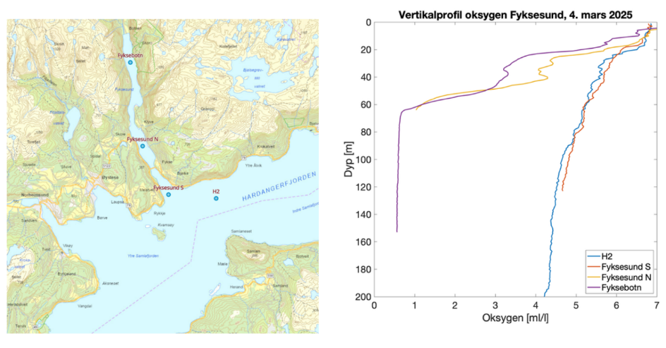 Kartutsnitt til venstre med stasjonene Fyksesund N, Fyksesund S og H2 vist med blå sirkler. Vertikalprofil-plott «Vertikalprofil oksygen Fyksesund, 4. mars 2025 til høyre. X-akse viser oksygen (ml/l) fra 0 til 7, y-akse viser dyp (m) fra 200 til 0 m. Linjefarge representerer følgende stasjoner: blå = H2, oransje = Fyksesund S, gul = Fyksesund N og lilla = Fyksebotn.