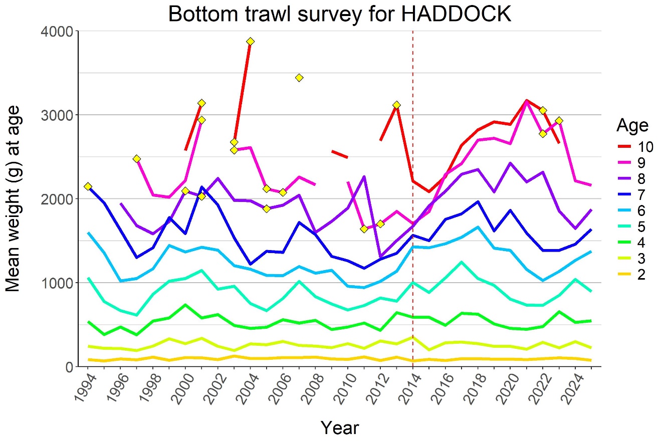 HADDOCK, mean weight (kg) by age in winter surveys 1994-2025. Yellow diamonds indicate ages with < 5 individuals sampled.