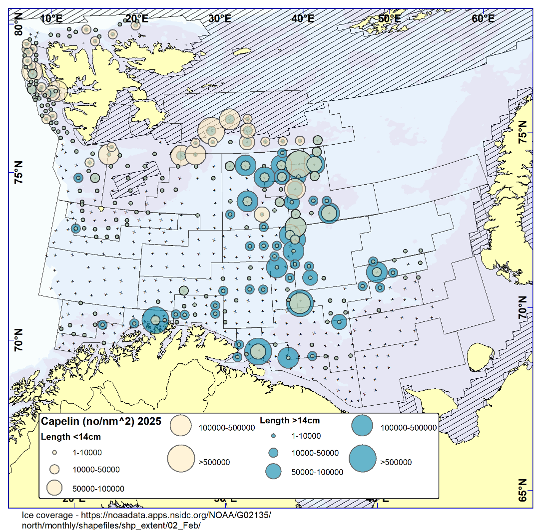 CAPELIN. Distribution in the trawl catches in winter survey 2025 (number per nm2) for immature capelin (<14 cm; beige circles, appearing green when placed on top of blue) and maturing capelin (≥14 cm; blue circles). Black crosses indicate zero catches and the shaded area the ice coverage early in the survey.