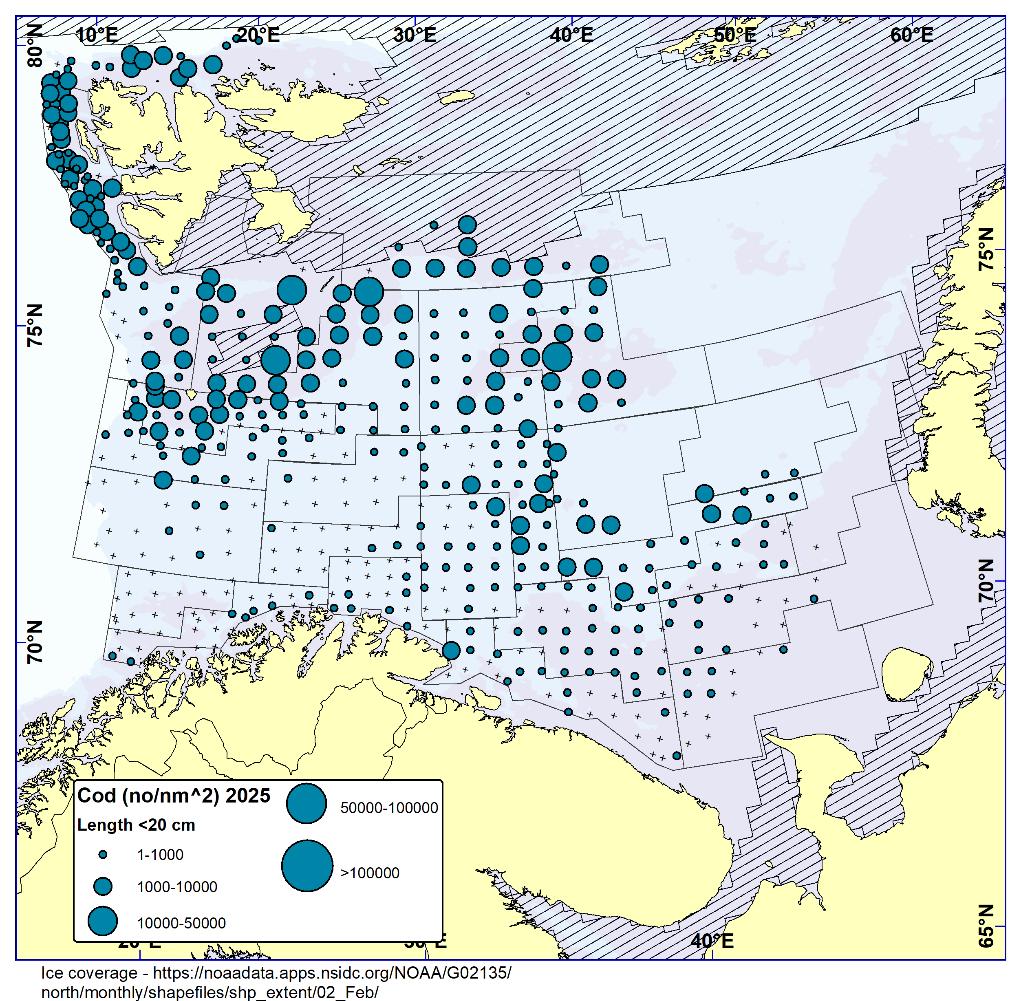COD < 20 cm. Distribution in valid bottom trawl catches in winter survey 2025 (number per nm2). Black crosses indicate zero catches and the shaded area the ice coverage early in the survey.