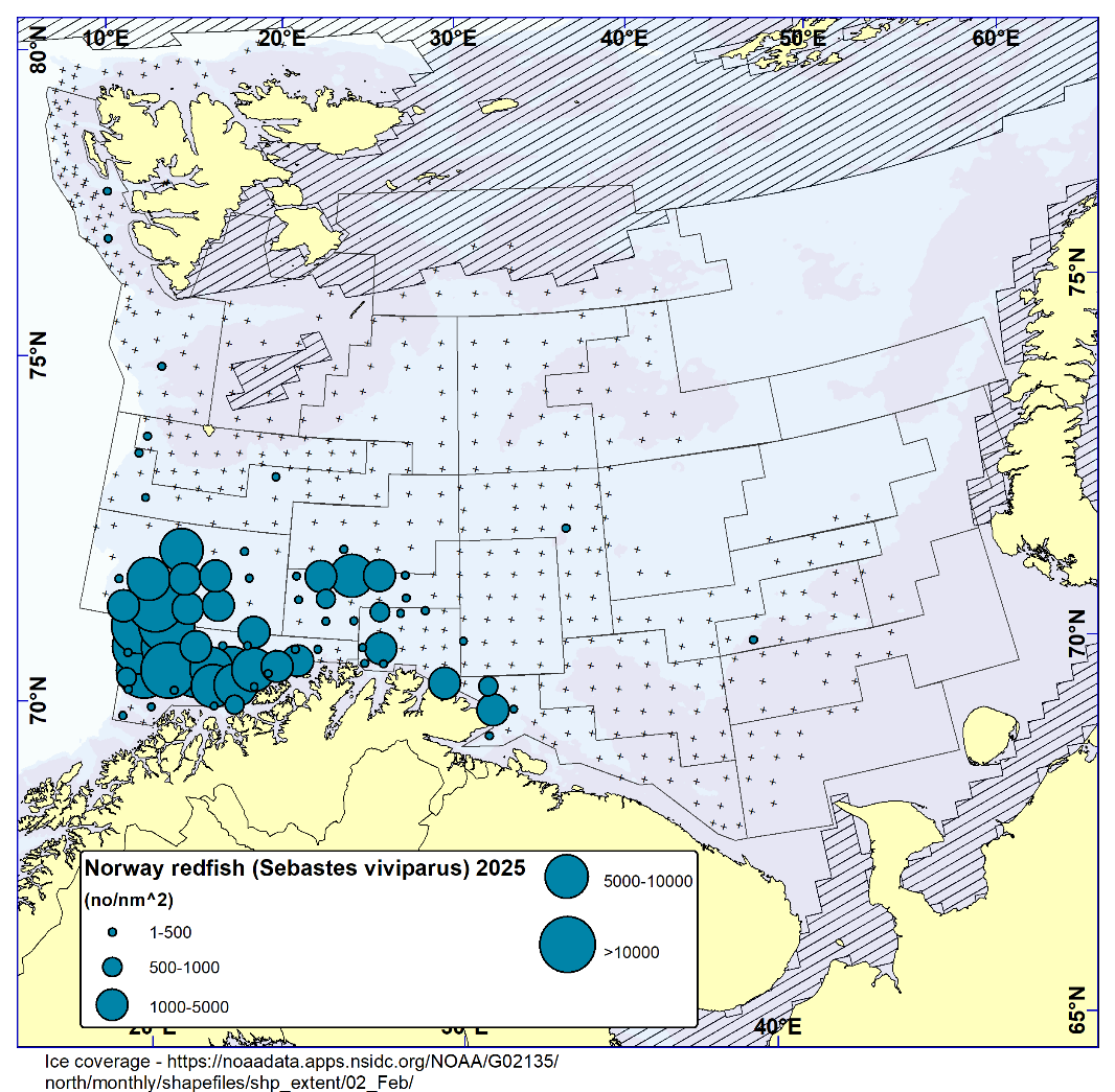 NORWAY REDFISH (Sebastes viviparus). Distribution in the trawl catches in winter survey 2025 (number per nm2). Black crosses indicate zero catches and the shaded area the ice coverage early in the survey.