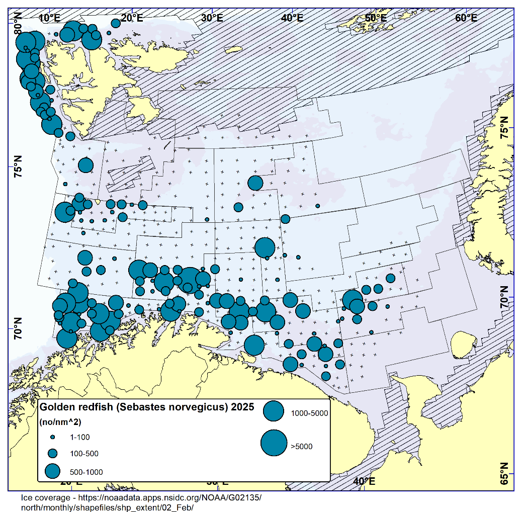 GOLDEN REDFISH (Sebastes norvegicus). Distribution in the trawl catches in winter survey 2025 (number per nm2). Black crosses indicate zero catches and the shaded area the ice coverage early in the survey.