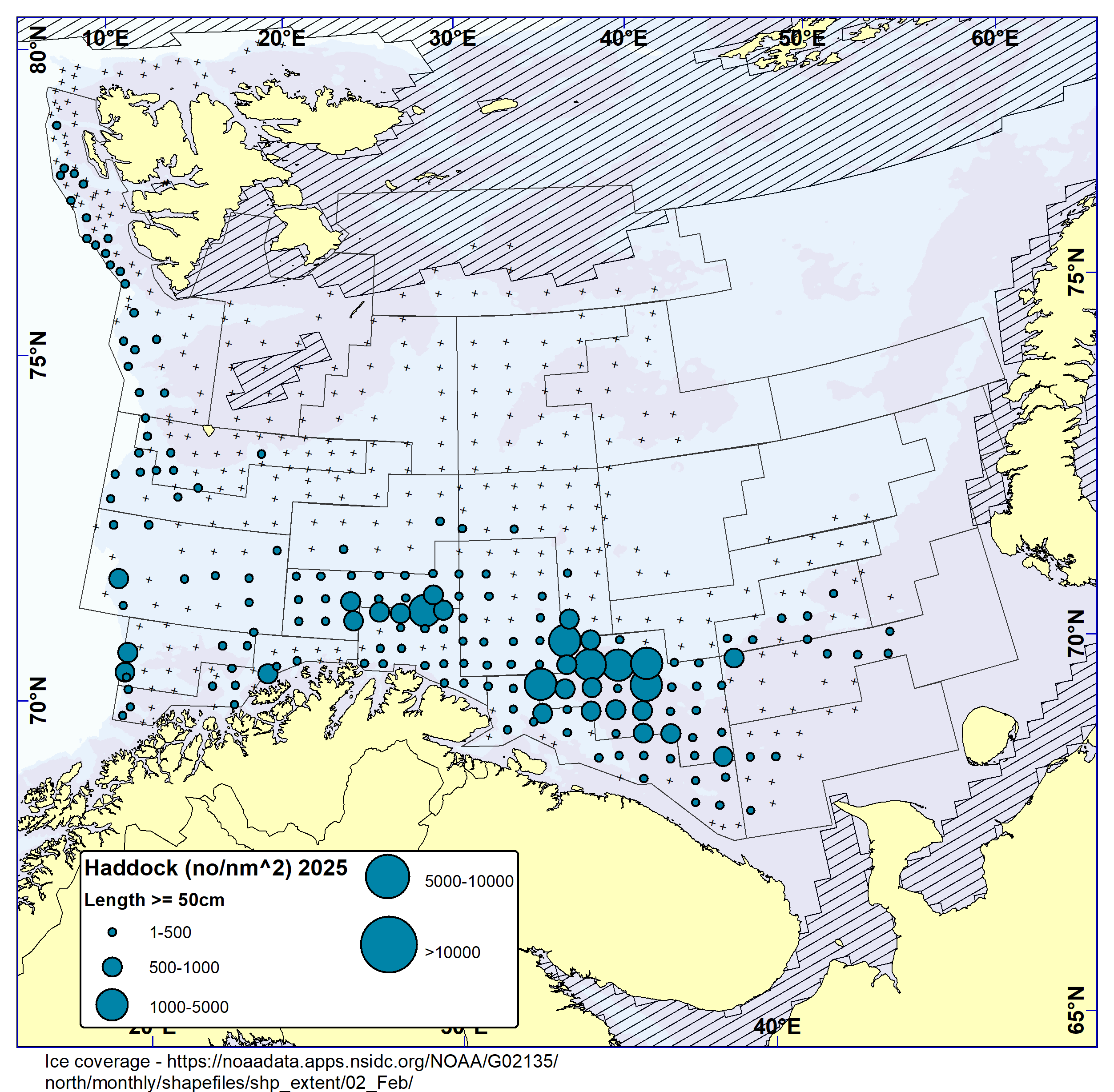 HADDOCK ≥ 50 cm. Distribution in valid bottom trawl catches in winter survey 2025 (number per nm2). Black crosses indicate zero catches and the shaded area the ice coverage early in the survey.