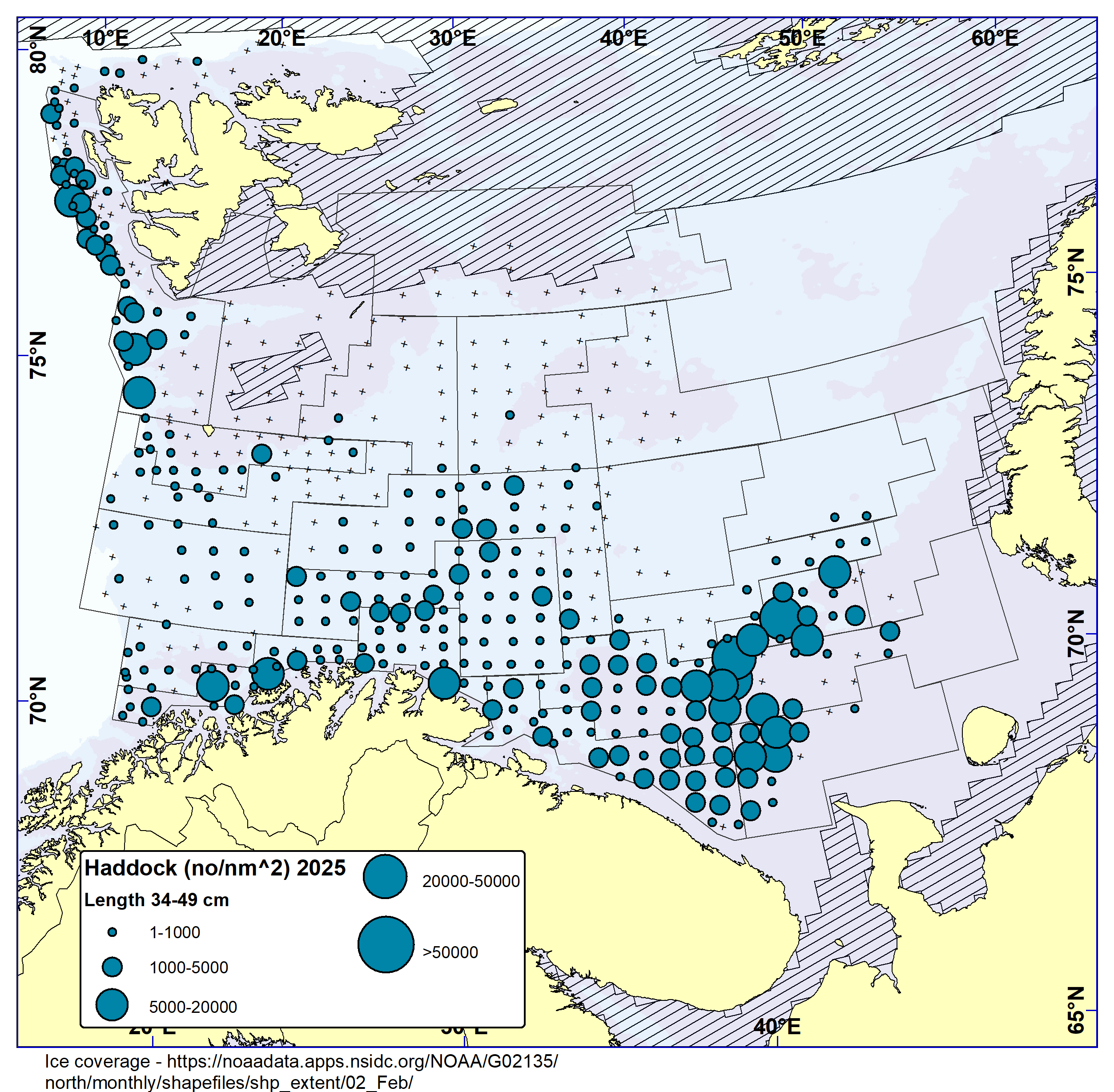 HADDOCK 35-49 cm. Distribution in valid bottom trawl catches in winter survey 2025 (number per nm2). Black crosses indicate zero catches and the shaded area the ice coverage early in the survey.