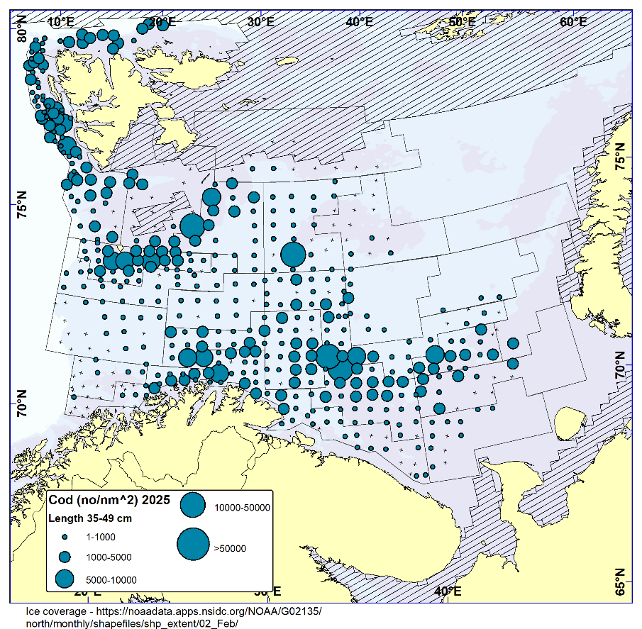 COD 35-49 cm. Distribution in valid bottom trawl catches in winter survey 2025 (number per nm2). Black crosses indicate zero catches and the shaded area the ice coverage early in the survey.