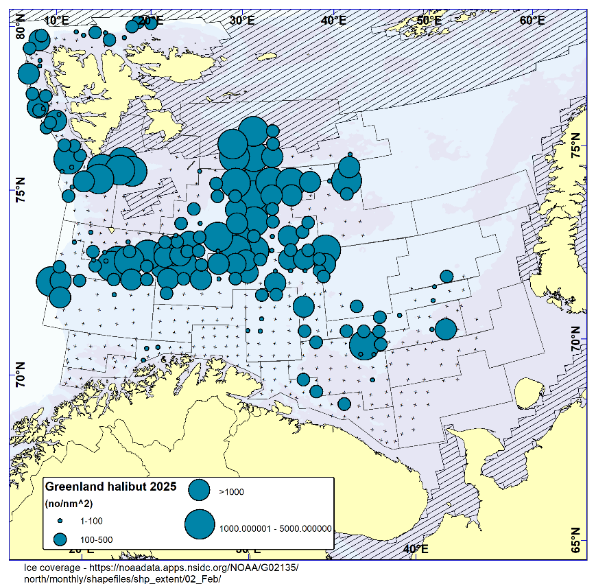 GREENLAND HALIBUT. Distribution in the trawl catches in winter survey 2025 (number per nm2). Black crosses indicate zero catches and the shaded area the ice coverage early in the survey.
