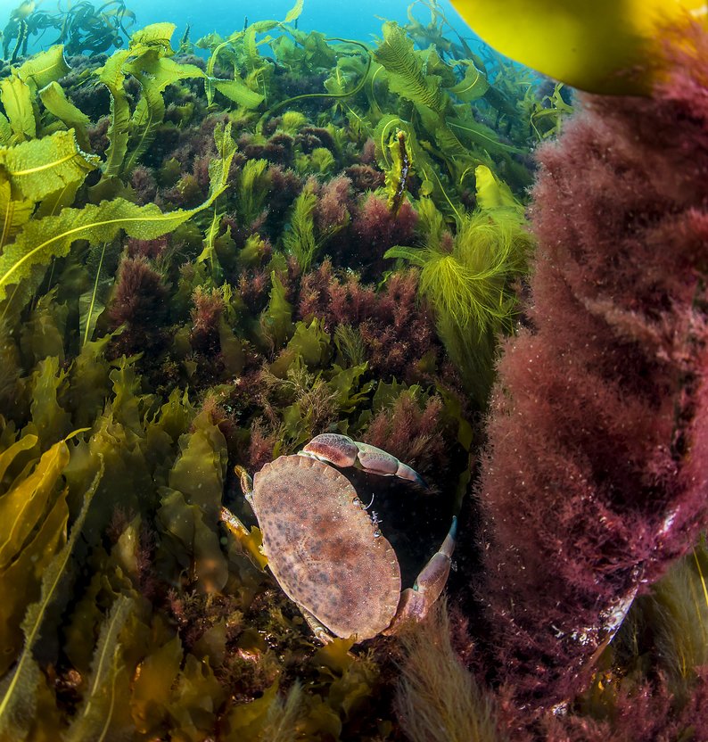 
Cancer pagurus ErlingSvensen forside