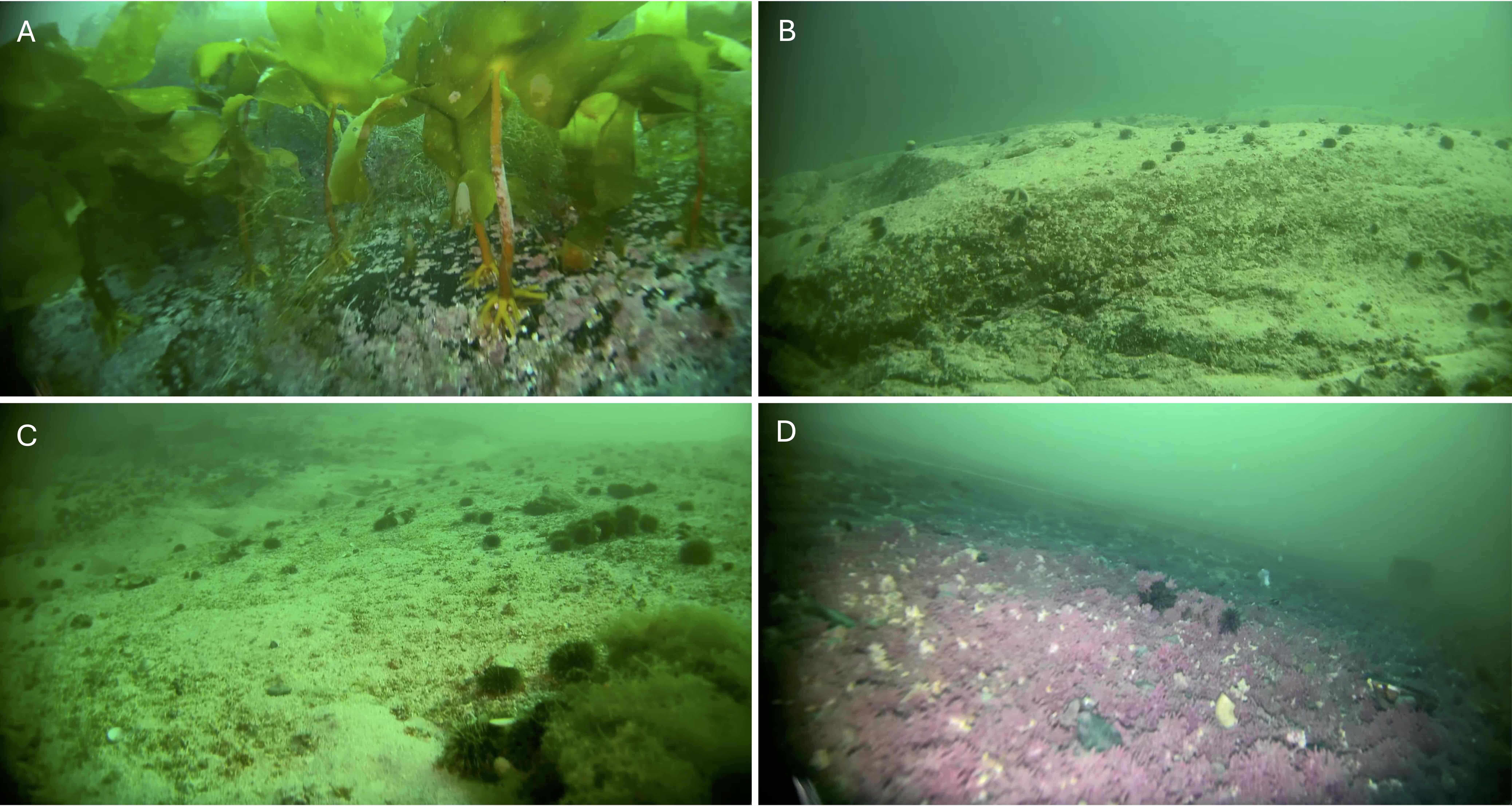 Skjermdump fra videotransekt