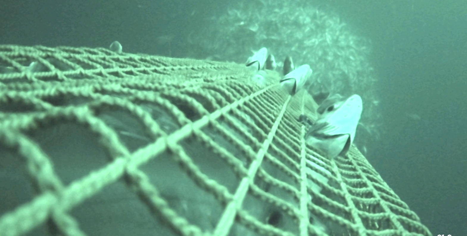 Fra hal nr. 11. Kameraet står på kvadratmaskeforlengelsen og ser frem mot snurrevaden. En tydelig proppdannelse vises bakerst i snurrevaden, foran forlengelsen.