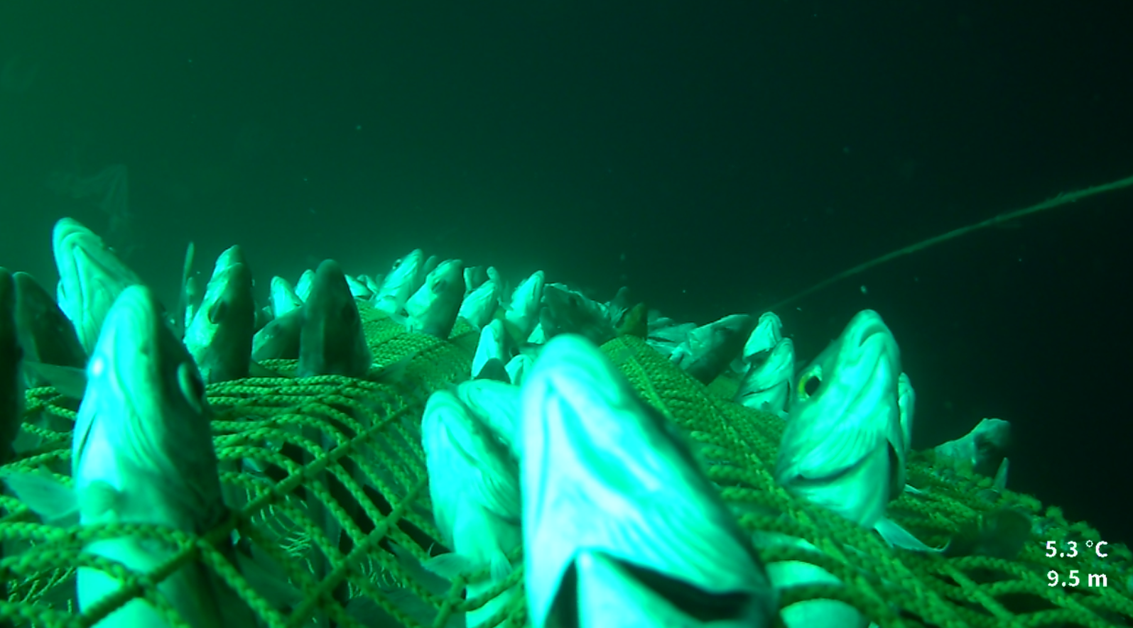 Hal nr. 28. Sekken er her 9,5 m under havoverflaten ved innhiving. Merkbar kledning av fisk i kvadratmaskene.