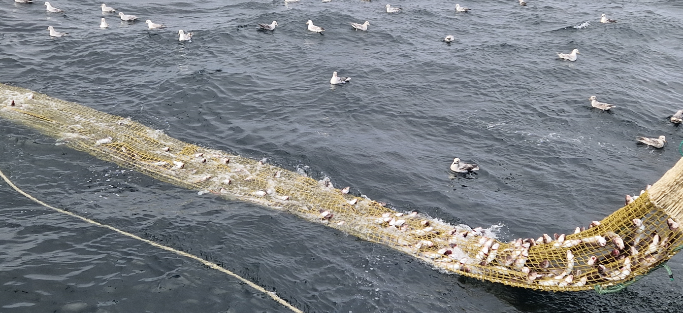 Bilde tatt i havoverflaten fra fartøyet og viser betydelige mengder med hyse som står fast i kvadratmaskene etter rømningsforsøk.