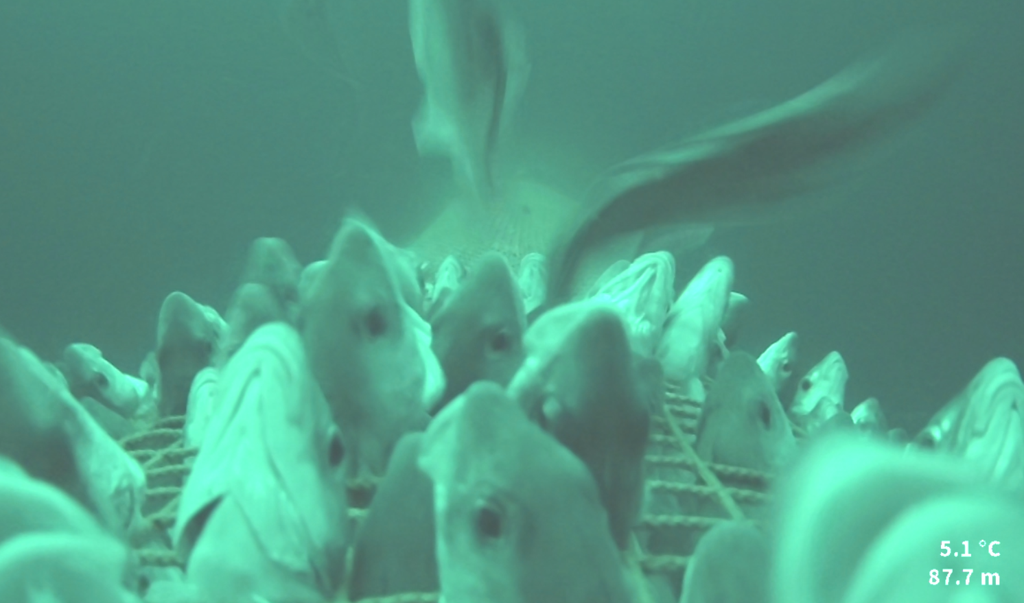 Fra hal nr. 17. Etter å ha utvidet kvadratmaskeforlengelsen fra 3 til 5,25 m ble det ikke observert noen proppdannelse i seksjonen foran kvadratmaskeforlengelsen. Kledning av fisk i maskene var derimot betydelig.