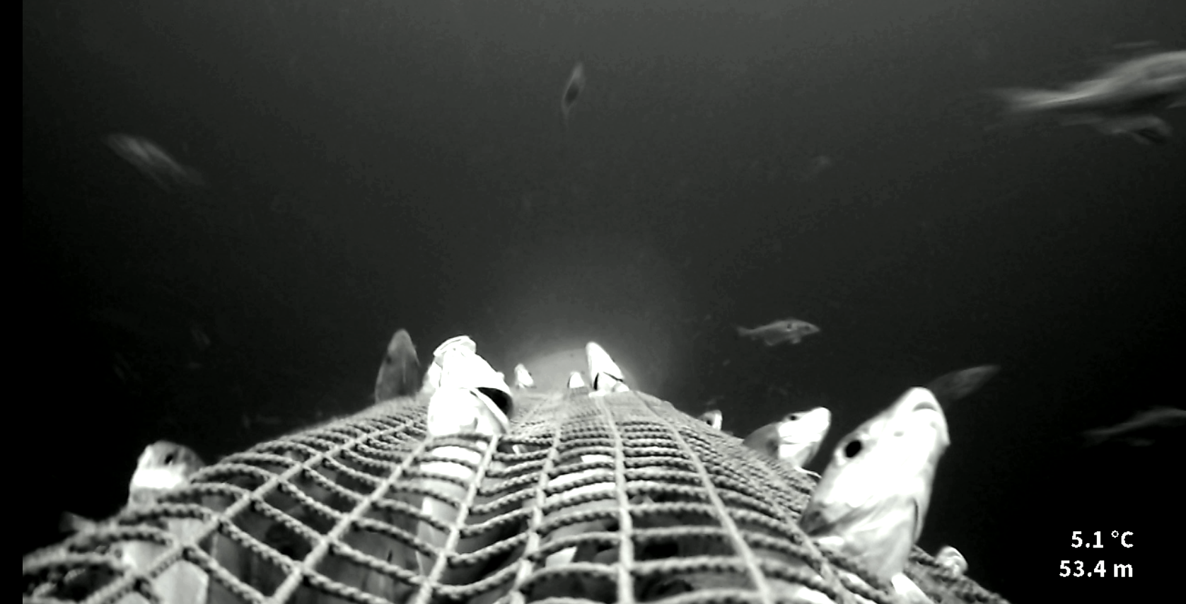 Fra hal nr 28. Ingen proppdannelse. Hyse søker aktivt på maskene og prøver å komme seg ut.