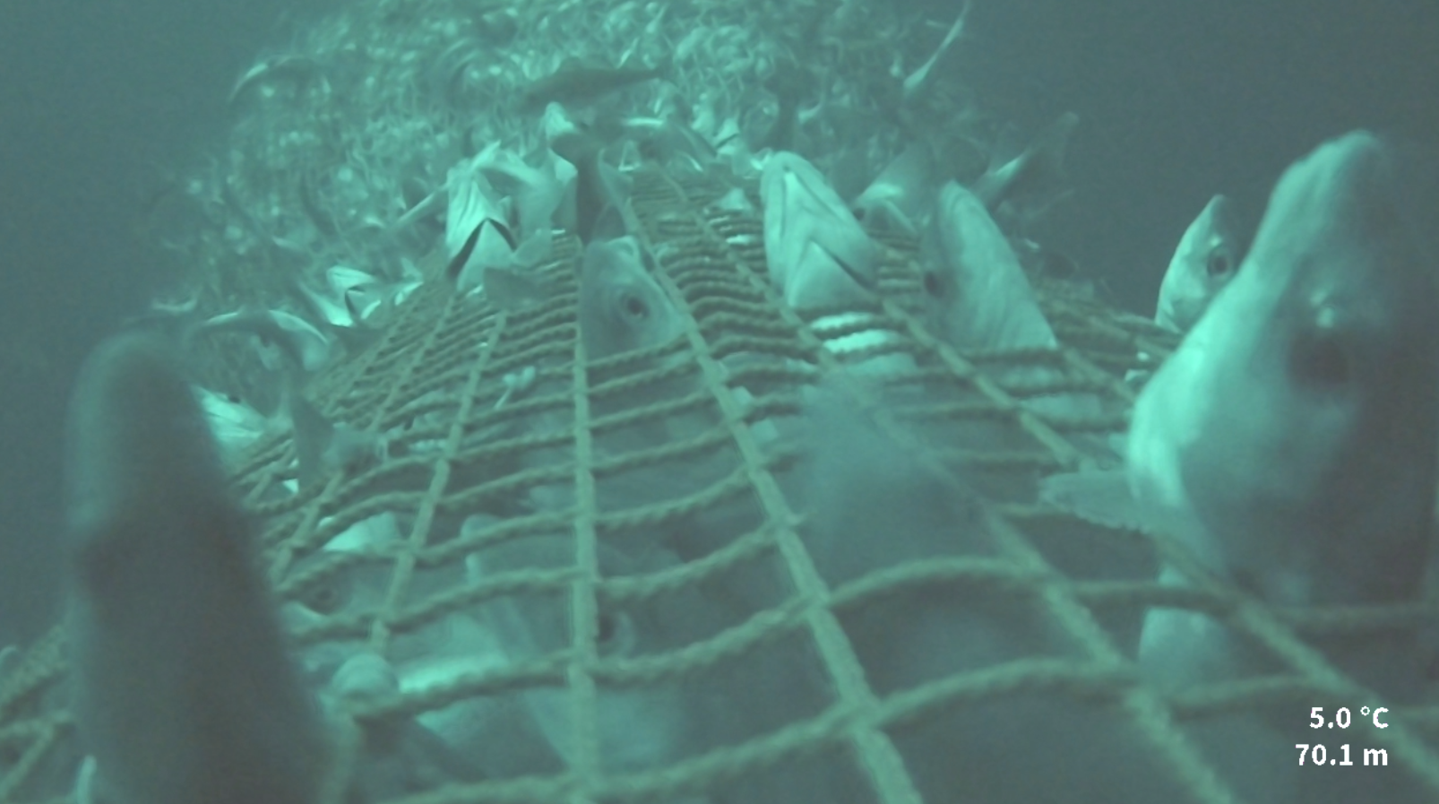 Fra hal nr. 12 med installert diamantmaskeforlengelse mellom snurrevadens bakpart og kvadratmaskeforlengelse. Proppdannelse foran forlengelsen sees tydelig på bildet.