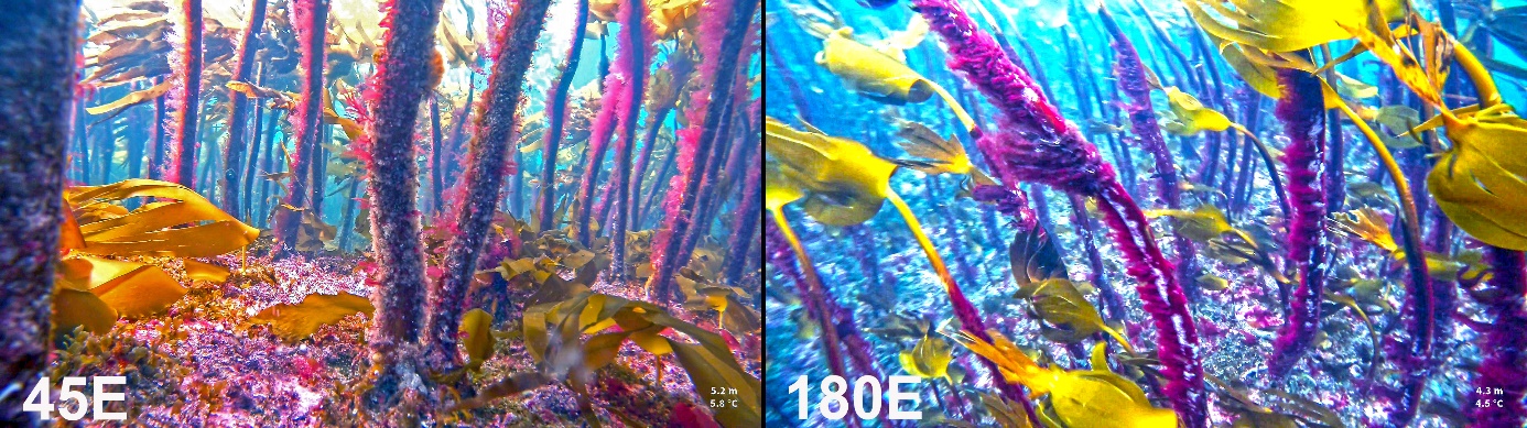 Figur 29. Eksempler på stortarevegetasjon med velutviklet tre-dimensjonal epifyttstruktur dominert av rødalger på høstefelt 45E i Rogaland og 180E i Vestland i 2025. Det rapporterte uttaket for disse feltene ved forrige høsting i 2020/21 sesongen var henholdsvis 2198 tonn (45E) og 2817 tonn (180E).
