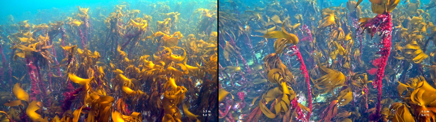 Figur 16. Eksempler på tilstand i stortarevegetasjonen på referansestasjonen ved Revtangen i Rogaland i april 2025.