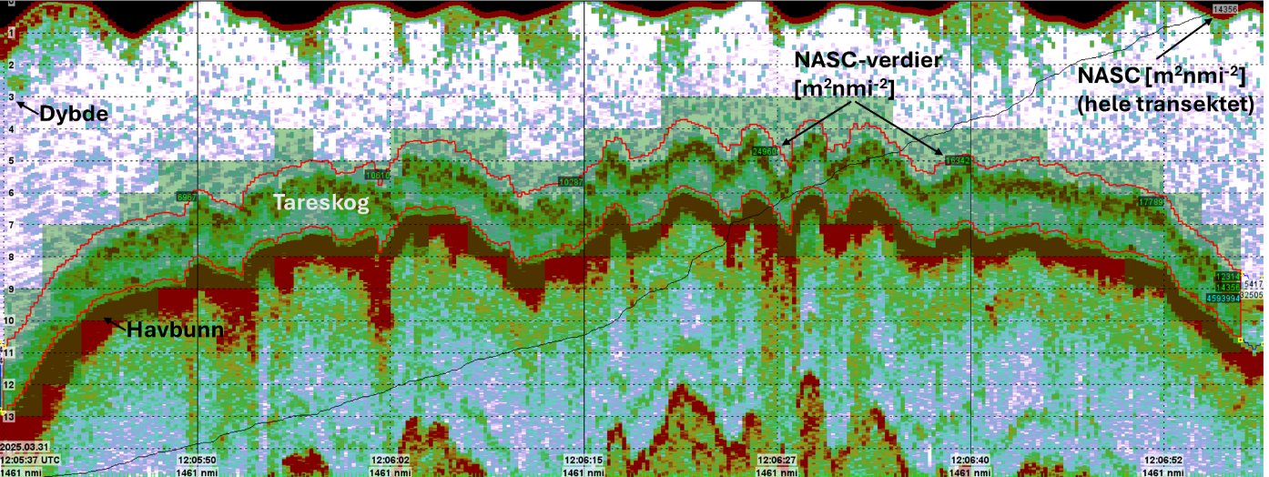 Figur 4. Tolkningsvinduet i LSSS. Her sees tareskogen som kontinuerlige refleksjoner med en høyde på ca. 2m over den sterke (røde) refleksjonen til havbunnen. Det meste av tareskogens akustiske energi kommer fra bladsjiktet, mens stilkene bidrar mindre.