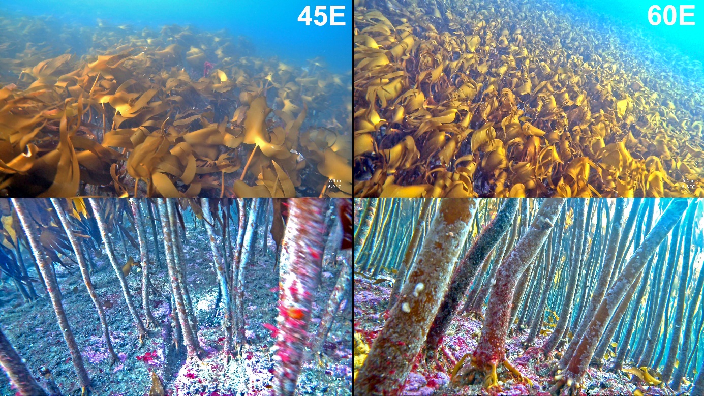 Figur 12. Eksempler på tilstand av stortarevegetasjon fra høstefelt 45E (venstre bilder) og 60E (høyre bilder) i Rogaland i 2025. Det rapporterte uttaket for disse feltene ved siste høsting i 2020/21 sesongen var henholdsvis 2198 tonn (45E) og 2327 tonn (60E).