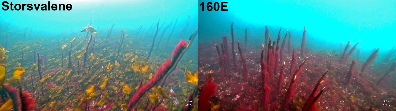 Figur 8. Eksempler på ujevn, glissen og til dels nedbrutt stortarevegetasjon i Storsvalene referanseområde og felt 160E i Vestland i april 2025.