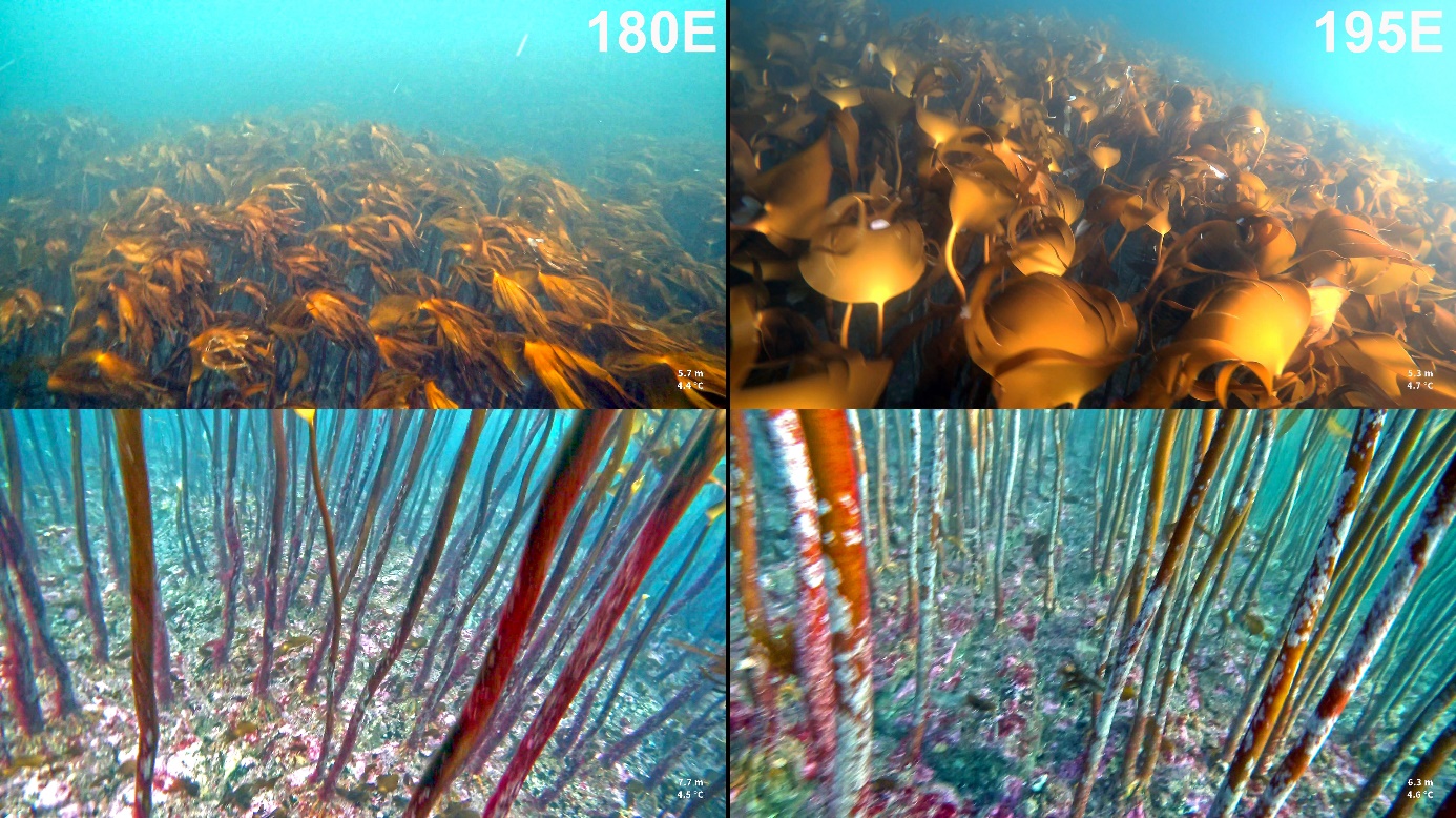 Figur 13. Eksempler på tilstand av stortarevegetasjon fra høstefelt 180E (venstre bilder) og 195E (høyre bilder) i Vestland i 2025. Det rapporterte uttaket for disse feltene ved siste høsting i 2020/21 sesongen var henholdsvis 2817 tonn (180E) og 1362 tonn (195E).