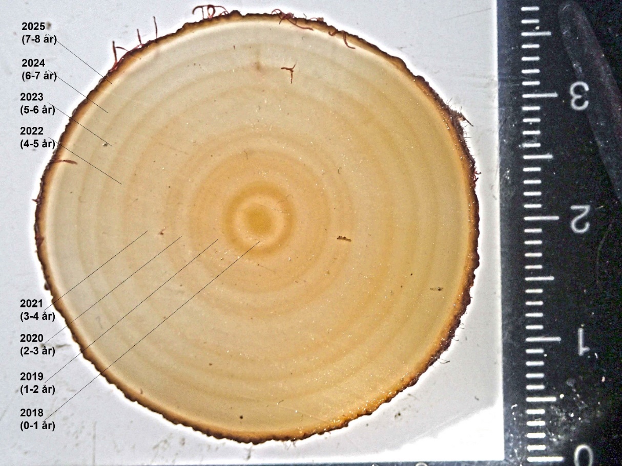 Figur 5. Antall vekstsoner (lyse ringer) i stortarestilkenes tverrsnitt ble brukt som et mål på alder og årlig tykkelsestilvekst ble beregnet ut ifra arealet av hver enkelt vekstsone.