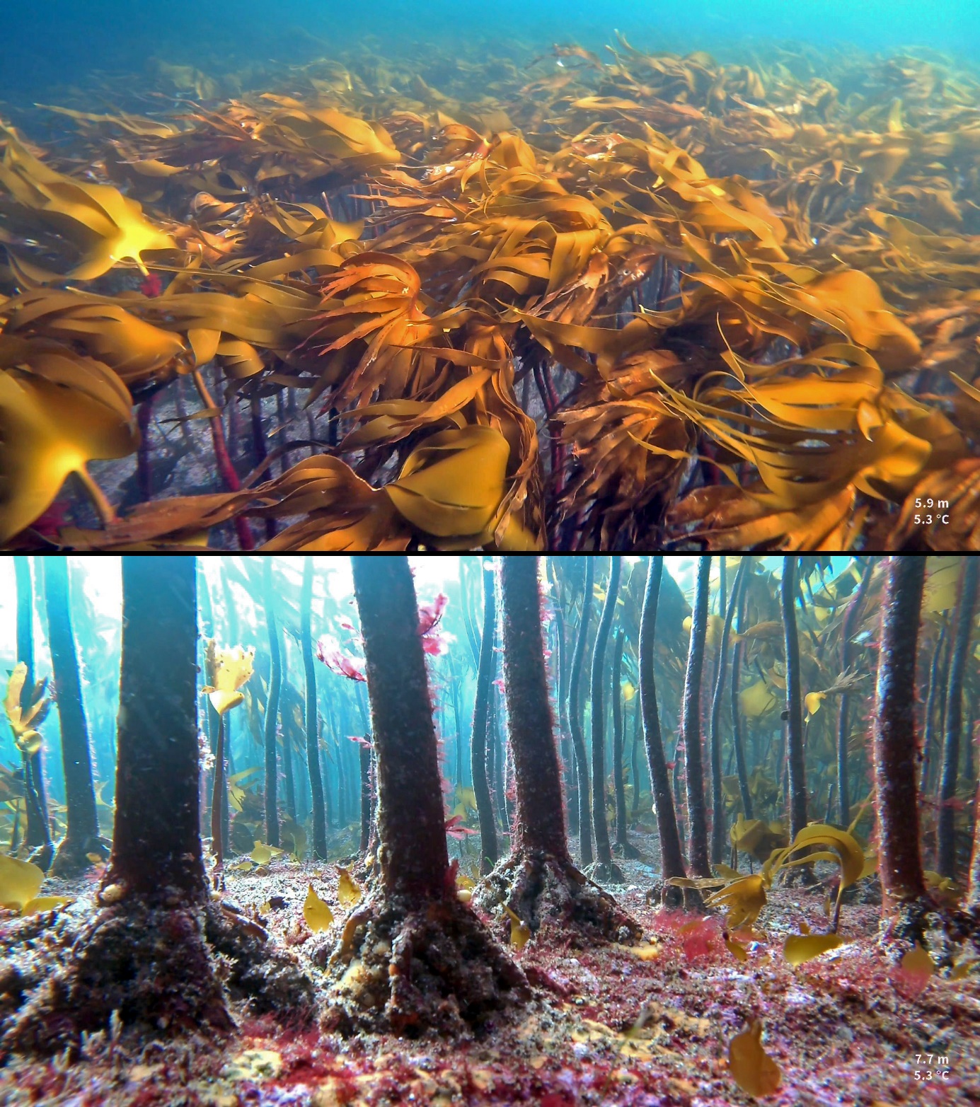 Figur 3. Høyden på stortareplantene måles vha dybdesensor (tall nest nederst til høyre i bildene) ved å bevege kameraet vertikalt fra kronesjiktets bladlag (øvre bilde) ned til tareplantenes festeorgan på bunnen (nedre bilde).