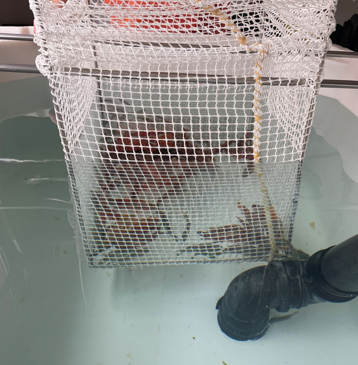 Figur 1 : Trengingsforsøk. Notposen med oppdrettsberggylte.