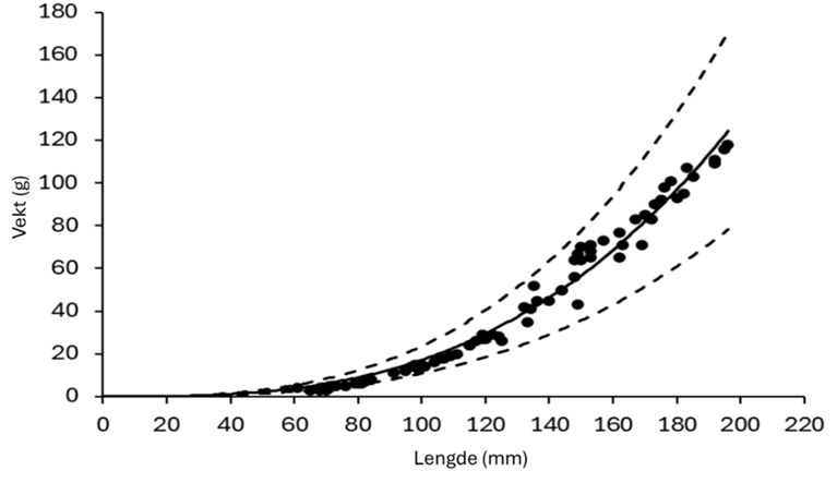 Figur 13 : Lengde-vekt forhold for oppdrettet berggylte inkludert i forsøkene (W = a × Lb). a = 2,389 × 10-5 og b = 2,93. R2 = 0,981. Stiplede linjene viser 95% konfidensintervall.