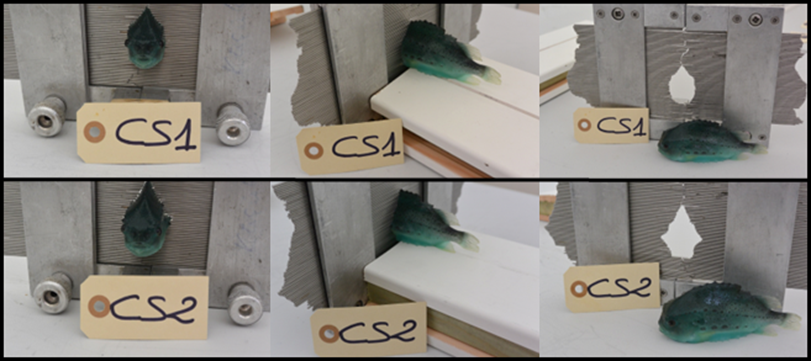 Figur 7 : CS1 og CS2 tverrsnittene målt på oppdrettet rognkjeks.