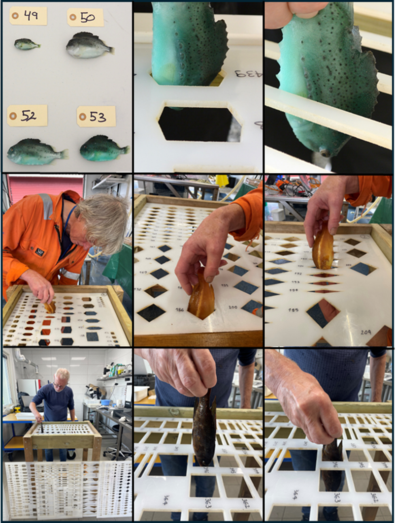 Figur 11 : Bildeserie som viser dropptestene gjennomført for oppdrettet rognkjeks (øvre rekke), oppdrettet berggylte (midt rekke) og grønngylte (nedre rekke).