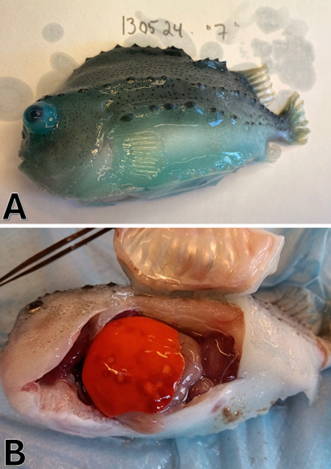 A: Rogkjeksindivid med kraftig eksoftalmi (blod Ct = 31.7; Foto: Sandlund, N.). B. Rogkjeksindivid med fleire nekrotiske områder på lever (blod Ct = 28.1; Foto: Karlsbakk, E.) 