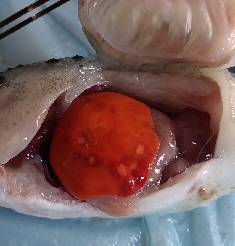 
IMG 20240512 151249632