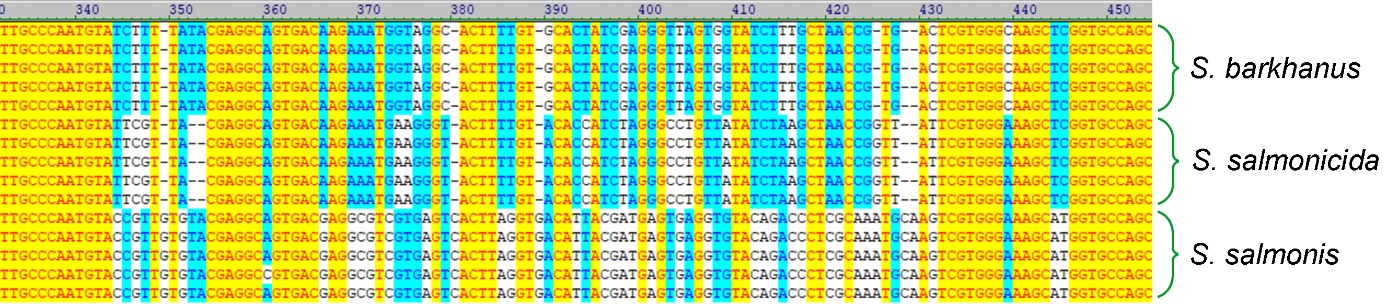 Spironucleus arter kan identifiseres fra DNA sekvenser.