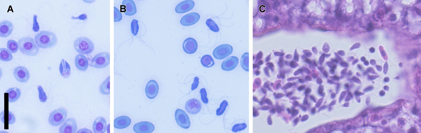 Spironucleus salmonicida i utstryk og snitt