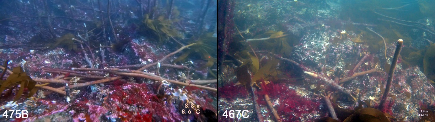 Figur 40. Eksempler på felling av tareplanter som blir liggende tilbake på bunnen etter tråling, observert langs videotransekter i juni 2023 på nylig høstede B-felt (475B) til venstre og i juni 2024 på nylig høstede C-felt (467C) til høyre.