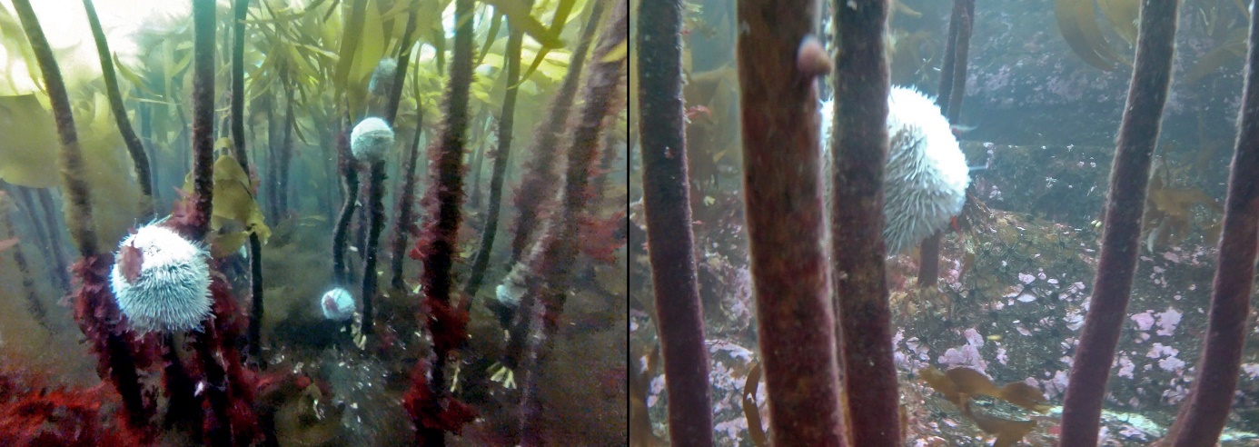 Figur 30. Eksempler på rød kråkebolle (Echinus esculentus) beitende på epifytter på stortarestilker. 